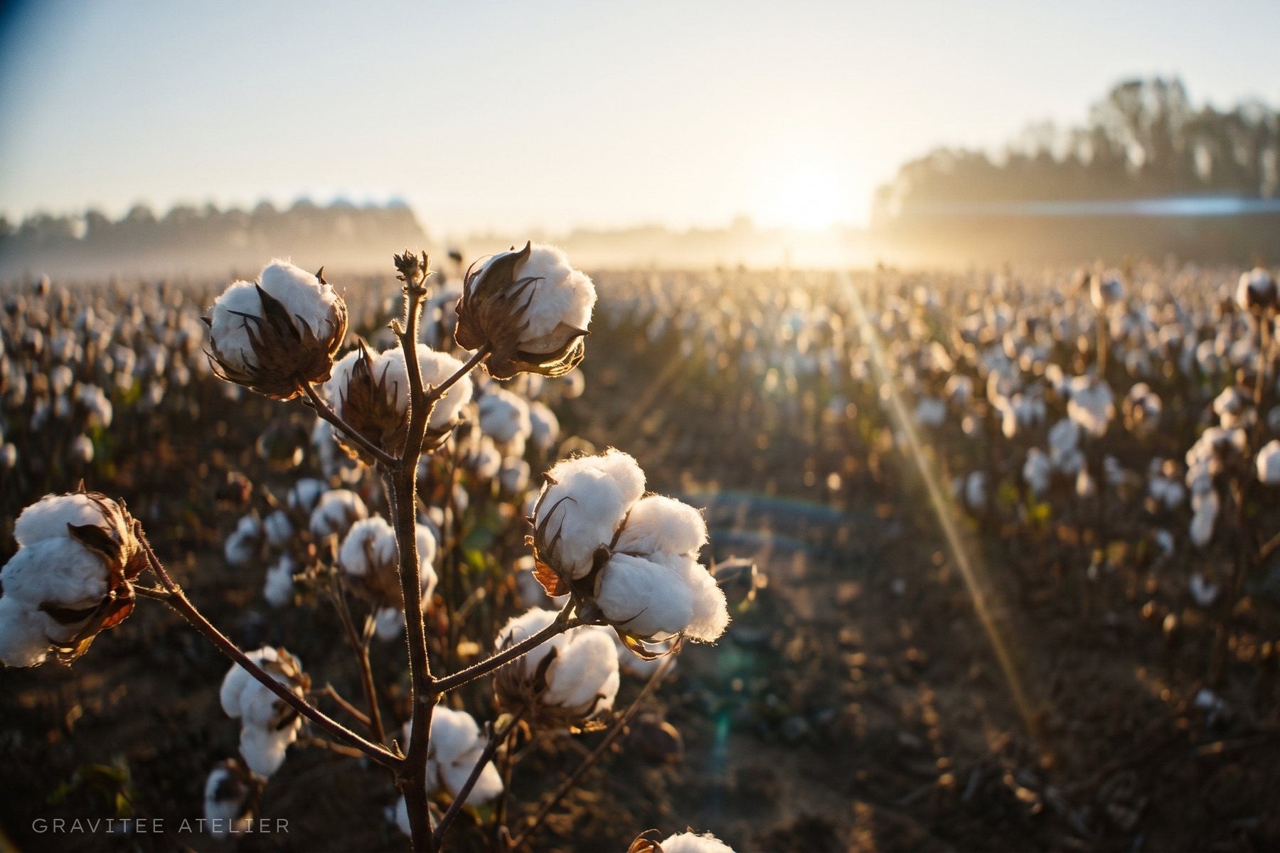 Cotton bolls opening in a field at sunrise.