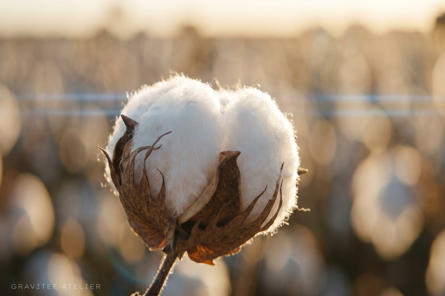 A single cotton boll open on the plant.